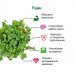 Набор для выращивания микрозелени: РЕДИС, зеленый, белый