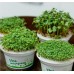 Набор для выращивания микрозелени.  БАЗИЛИК, зеленый, белый