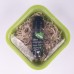 Подарочный набор для проращивания микрозелени: проращиватель, семена мицуны, Зеленый